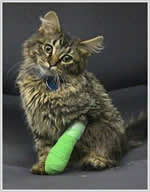 Learn how you can help animals of domestic violence victims